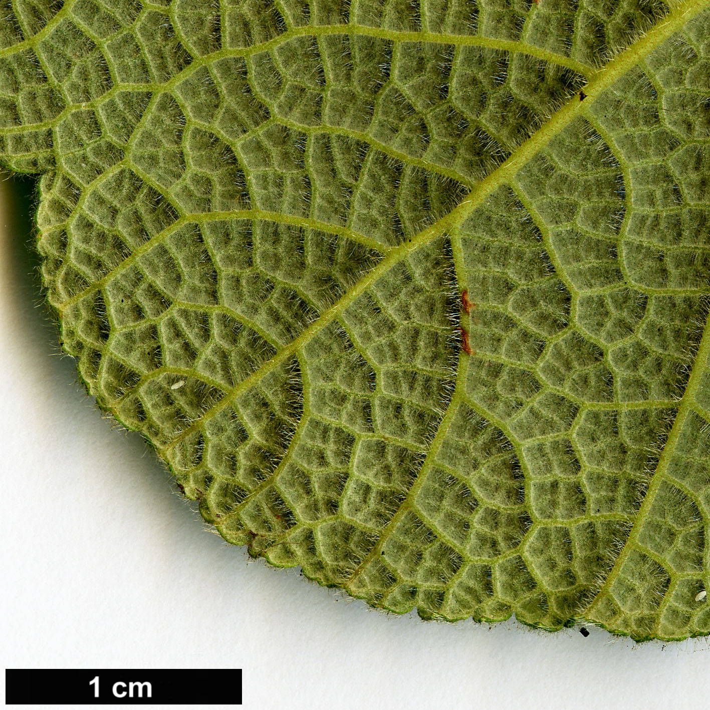 High resolution image: Family: Rosaceae - Genus: Rubus - Taxon: crassifolius